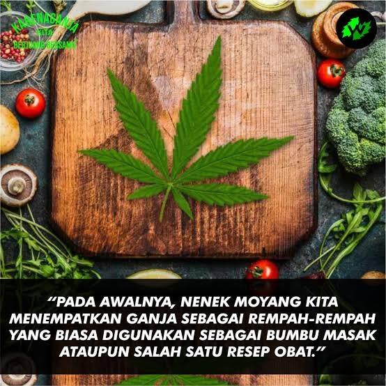 Di Thailand, Ngasih Penduduknya 1 Juta Benih Ganja Gratis. Untuk Apa?