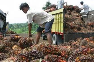 Cabut Larangan Ekspor Minyak Goreng, Petani Sawit Indonesia Apresiasi Presiden Jokowi
