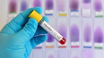 Virus Hendra Merebak di Australia, Benarkah Menular Pada Manusia Seperti Covid-19?