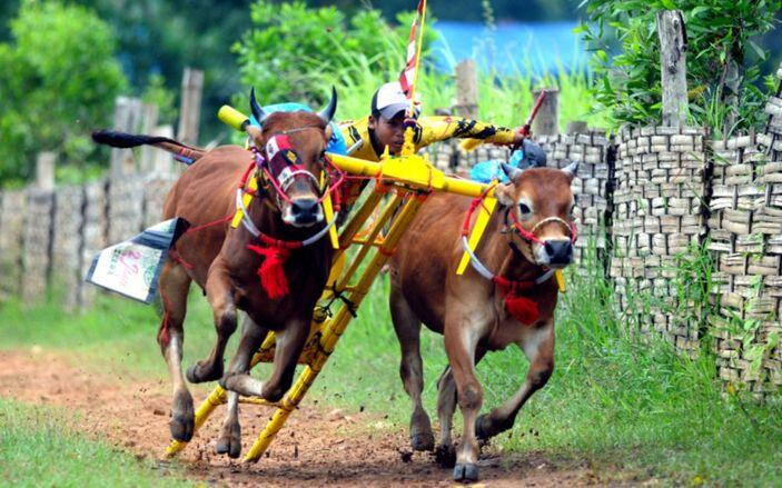 Balapan Sapi di Indonesia, Lahir dari Tradisi Petani