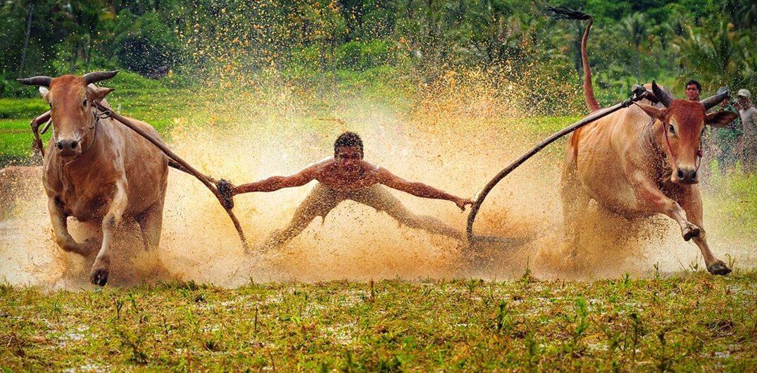 Balapan Sapi di Indonesia, Lahir dari Tradisi Petani