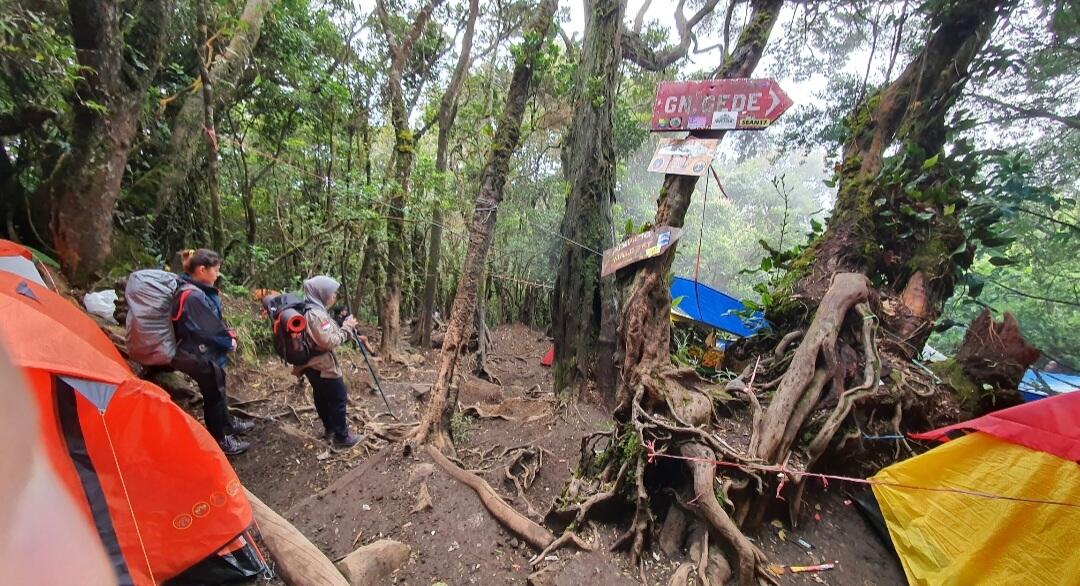 Nostalgia di Suryakencana Gunung Gede Pangrango