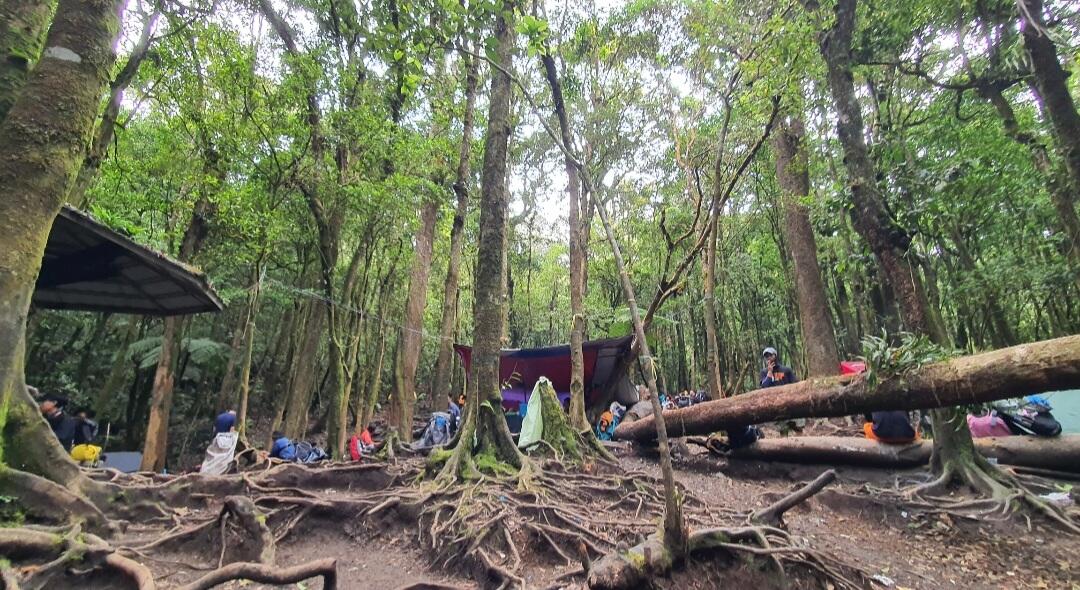 Nostalgia di Suryakencana Gunung Gede Pangrango