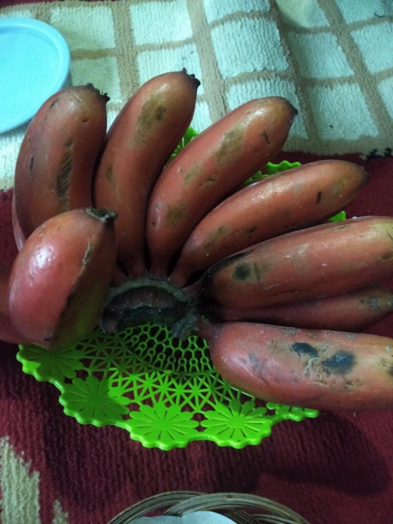 Benarkah Pisang Kidang Adalah Pisang Pembawa Sial?
