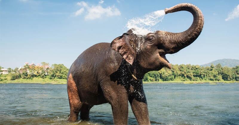 Gajah Ajaib Berbahasa Manusia