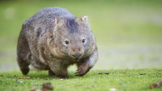 Keunikan Wombat, Hewan Asal Australia yang Kotorannya Kubus dan Miliki Kekuatan Super