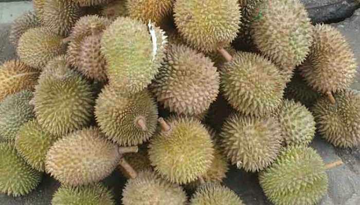 what does kadu mean?