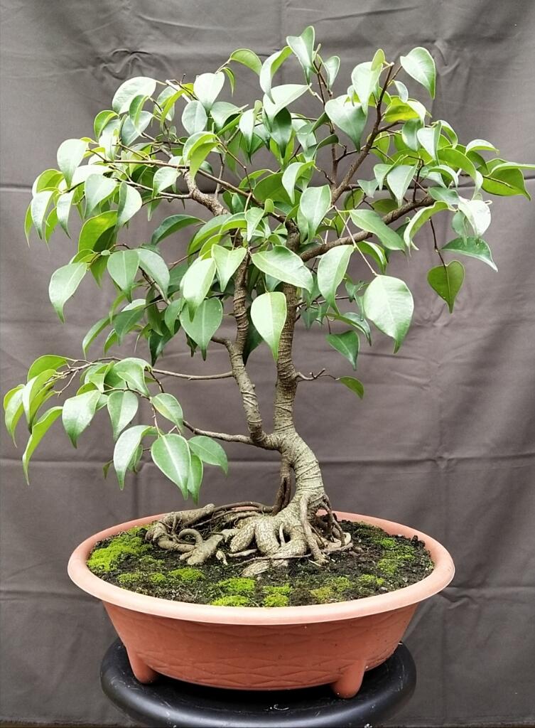 CARA BELAJAR BONSAI SECARA OTODIDAK