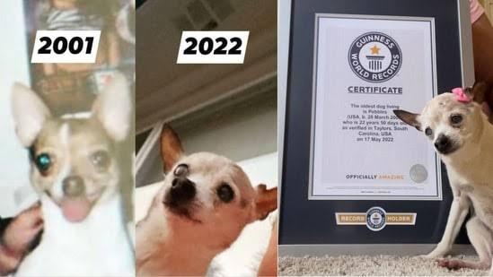 Ini Dia &quot;Anjing&quot; Tertua yang Menyandang Predikat Rekor Guinness World Record