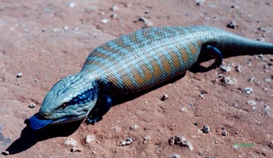 Tsuchinoko, Reptil Kriptid Dari Jepang? Indonesia Juga Ada! #KupasMisteri