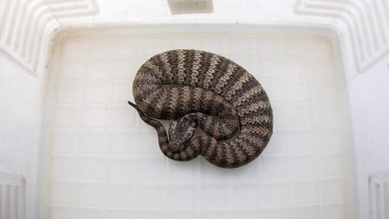 Tsuchinoko, Reptil Kriptid Dari Jepang? Indonesia Juga Ada! #KupasMisteri