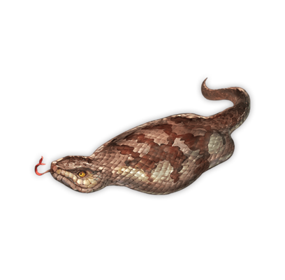 Tsuchinoko, Reptil Kriptid Dari Jepang? Indonesia Juga Ada! #KupasMisteri