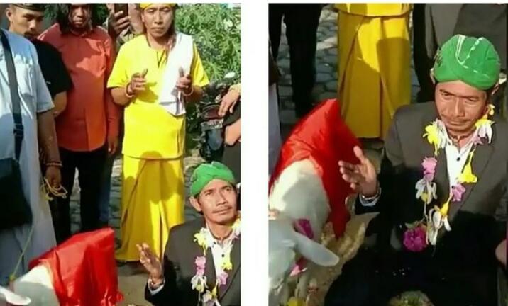 Sempat Heboh Seorang Pria Nikahi Domba Betina di Gresik, Ini Fakta yang Sebenarnya