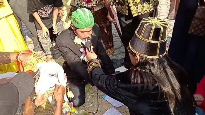 HEBOH Pria di Gresik Menamakan Dirinya Satrio Piningit Menikahi Domba Betina