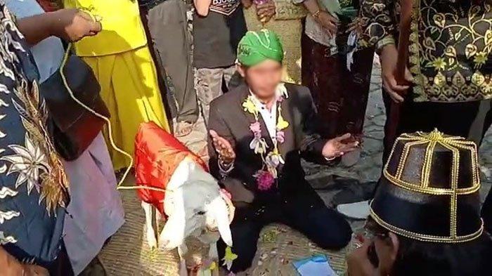 Kemenag Diminta Tegas Soal Video Pernikahan Manusia dengan Domba di Gresik