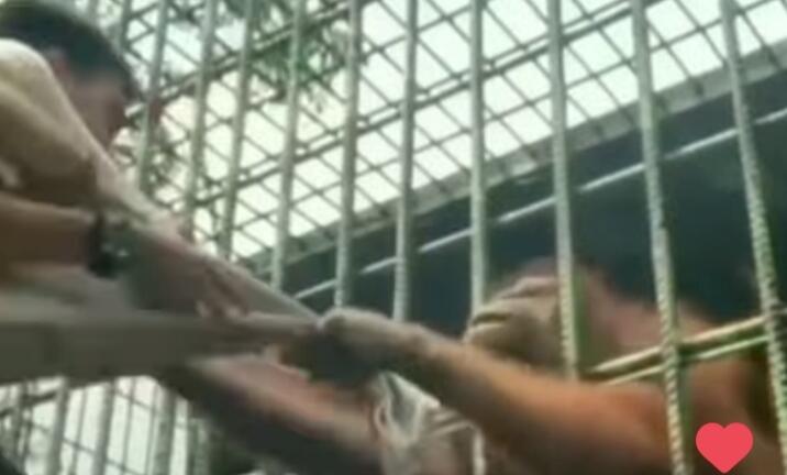 Beredar Video Seorang Pria Ditarik Orang Utan dari Dalam Kerangkeng, Jadi Pelajaran