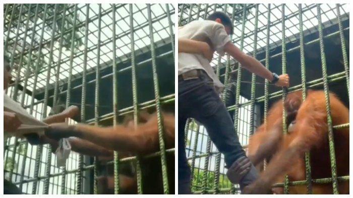 Beredar Video Seorang Pria Ditarik Orang Utan dari Dalam Kerangkeng, Jadi Pelajaran