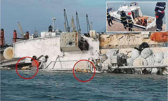 Ada Sekitar 15.000 Domba Mati Tenggelam Akibat Kapal Karam di Laut Merah