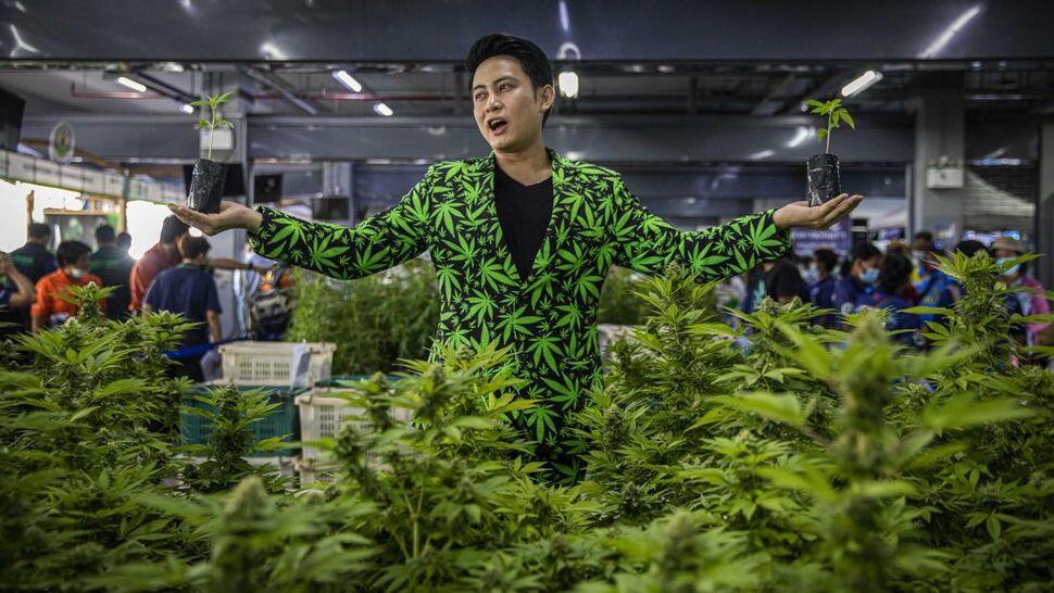 Thailand Legalkan Ganja dengan Kebijakan Tegas, Apakah Indonesia Akan Mengikuti?