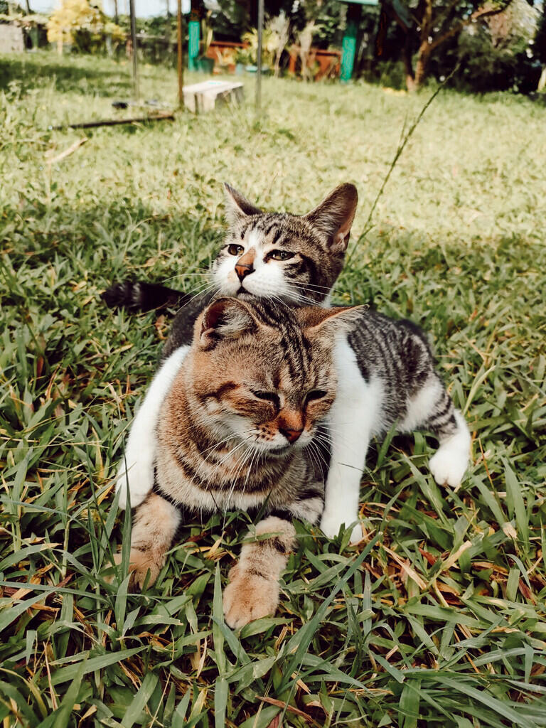 Bu Sri (Diangkat Dari Kisah Nyata Pengidap Gangguan Jiwa)