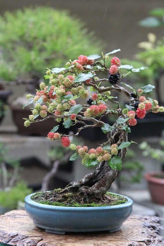 MEMBENTUK DAN MERAWAT BONSAI MURBEI