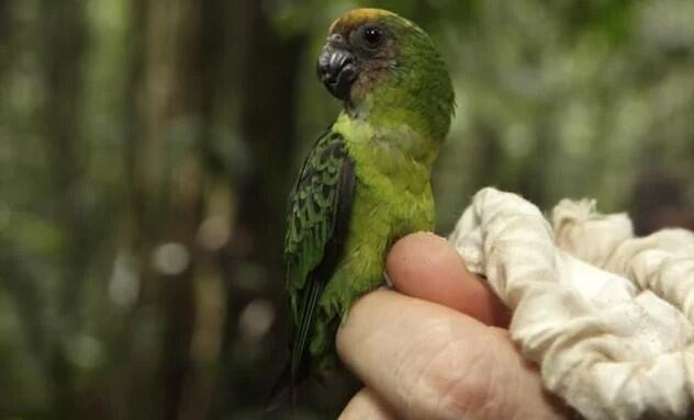 Burung Nuri Kerdil Ukuran Terkecil - Nuri Kate Geelvink Endemik Indonesia