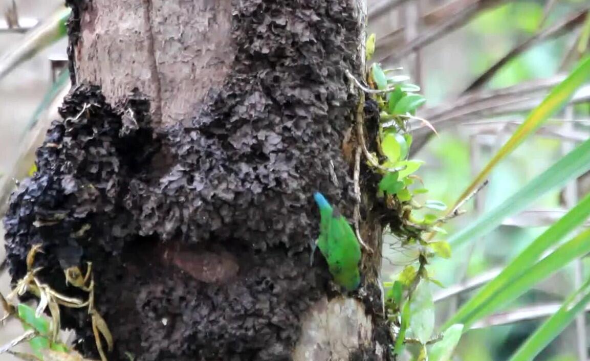 Burung Nuri Kerdil Ukuran Terkecil - Nuri Kate Geelvink Endemik Indonesia