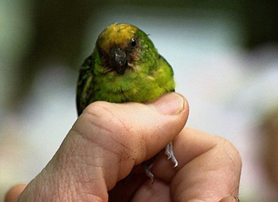 Burung Nuri Kerdil Ukuran Terkecil - Nuri Kate Geelvink Endemik Indonesia
