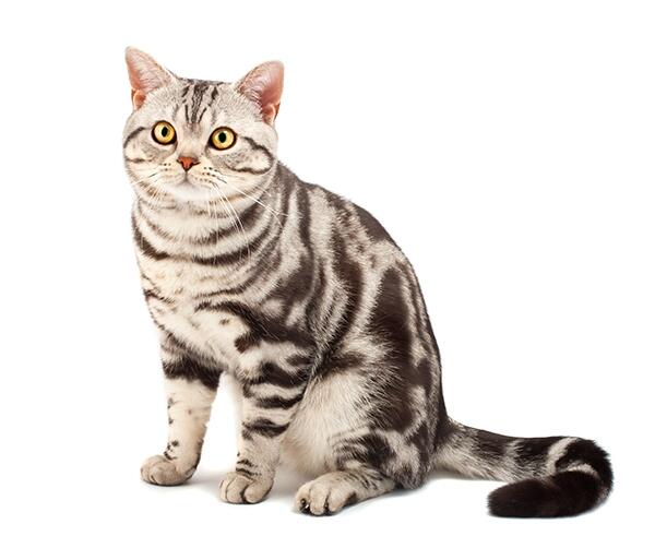 Kucing american shorthair store harga