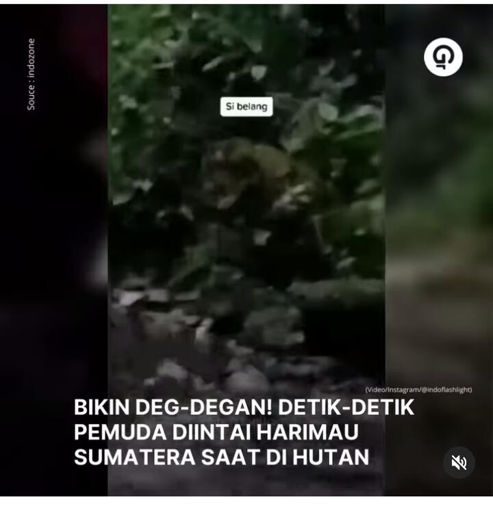 Pria Ini Diintai Harimau Sumatera Saat di Hutan, Buat Deg-degan, Cek Videonya! 
