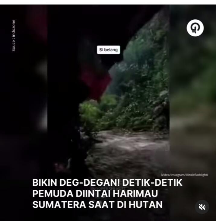 Pria Ini Diintai Harimau Sumatera Saat di Hutan, Buat Deg-degan, Cek Videonya! 