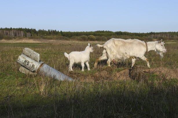 The Goat of Kyiv | Ketika Seekor Kambing di Ukraina Melukai Sejumlah Tentara Rusia