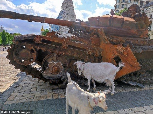 The Goat of Kyiv | Ketika Seekor Kambing di Ukraina Melukai Sejumlah Tentara Rusia