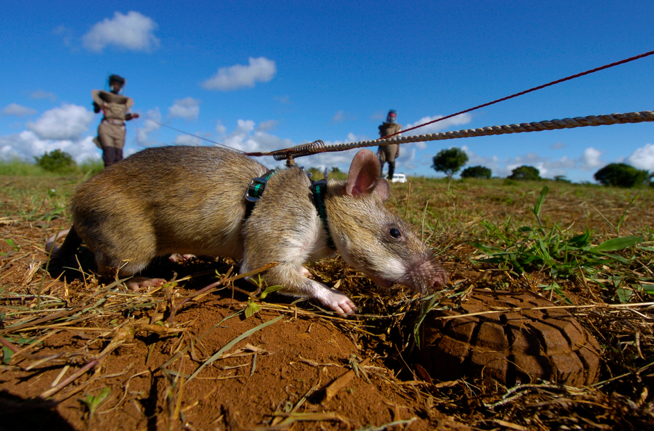 Hero Rats : Tikus Sapu Ranjau Berkantung Afrika Yang Lebih Mulia Dari Tikus Kantor