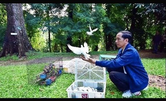 Jokowi, Sang Burung Merpati