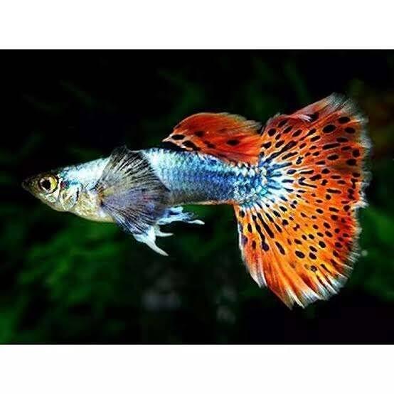 Mudah Budidaya Ikan Guppy - Bisa Jadi Cuan