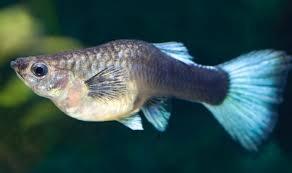 Mudah Budidaya Ikan Guppy - Bisa Jadi Cuan
