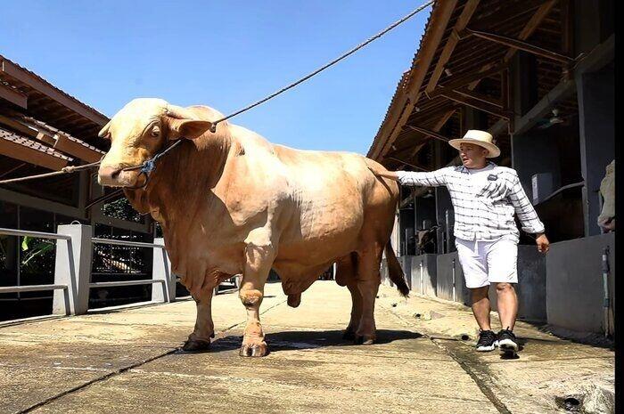 Qurban Sapi Terbesar Di Indonesia, Ternyata Milik Irfan Hakim.