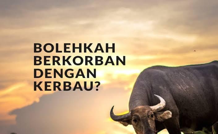 Qurban Sapi Terbesar Di Indonesia, Ternyata Milik Irfan Hakim.