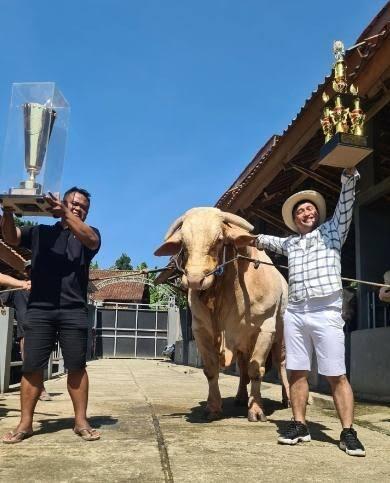 Qurban Sapi Terbesar Di Indonesia, Ternyata Milik Irfan Hakim.