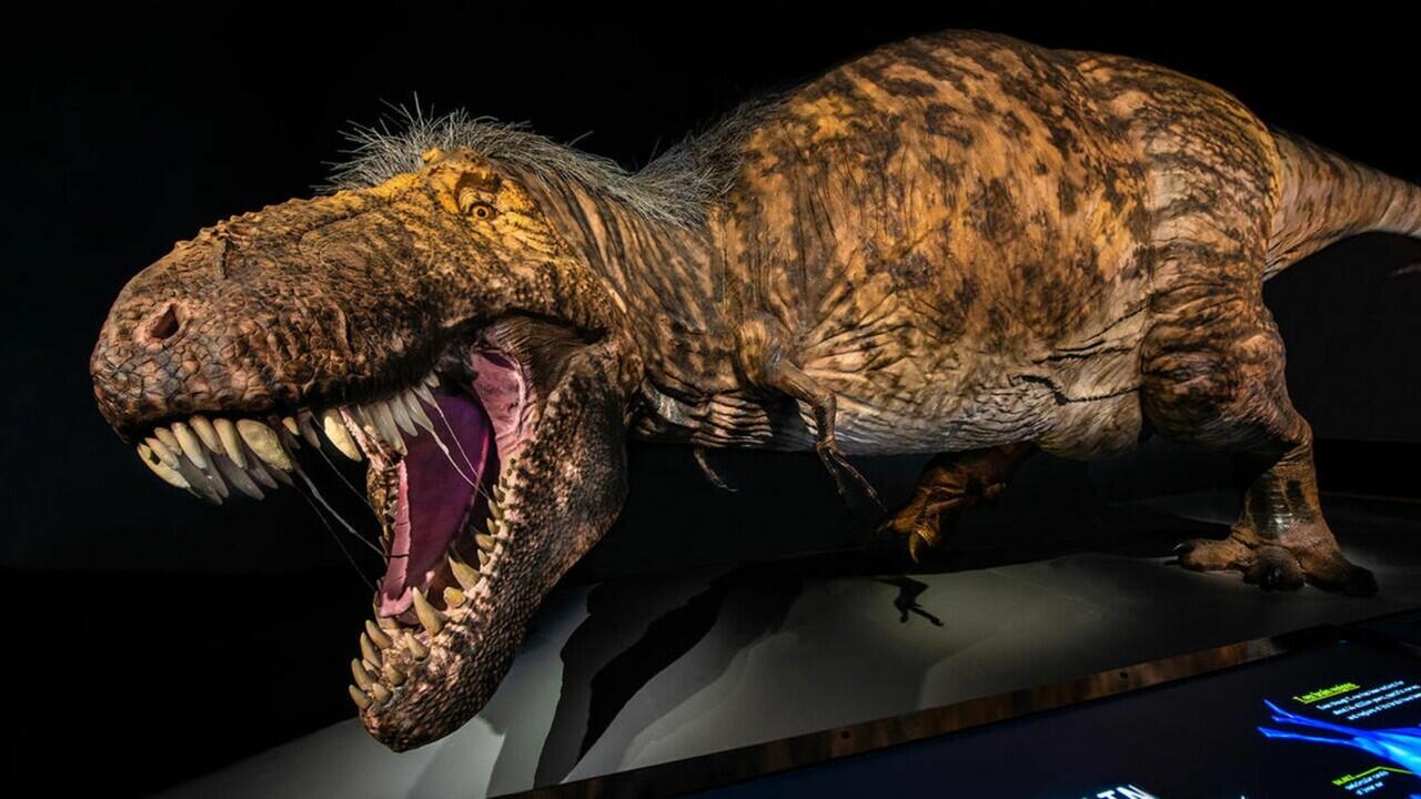 Duh Ketipu, Ternyata Begini Wujud T-Rex Sebenarnya!