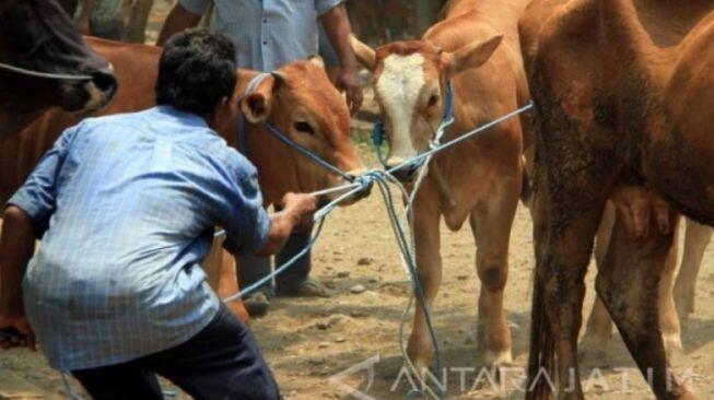 Sapi &amp; Kambing Tak Kunjung Datang, Mushala di Bukittinggi Gagal Kurban Ditipu Penjual