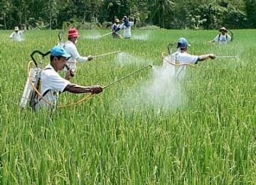 Residu Pestisida Di Mie Instant, Wah Bahaya Nih!