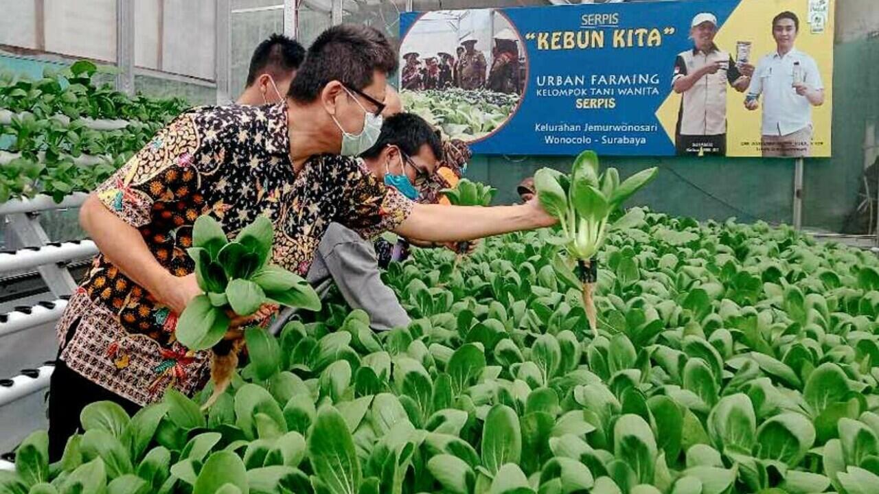 Mahasiswa UK Petra Ciptakan Inovasi Urban Farming dengan IoT