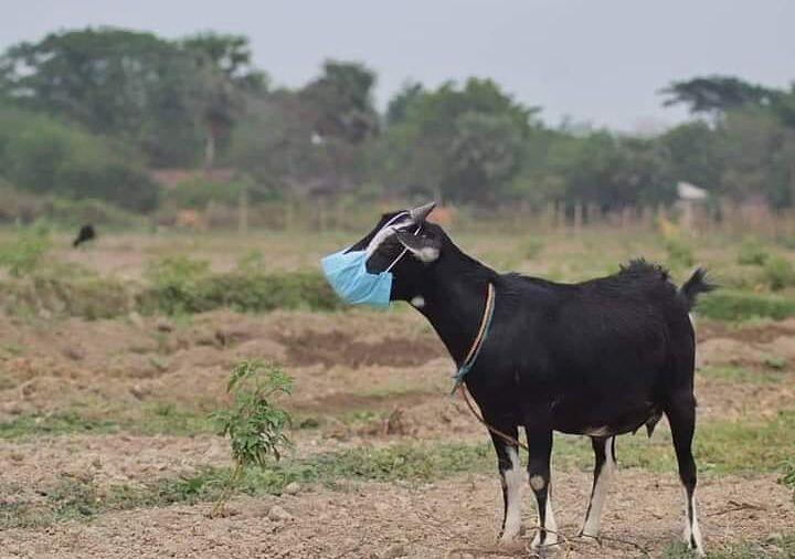 9 Tingkah Konyol Hewan Kurban Ini Bikin Ketawa Ngakak, Menghibur Diri