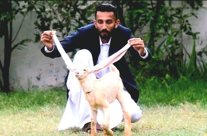 Gara-Gara Posting Stiker 'KAMBING' Group WA Ini Jadi Rempong, Udah Tahu, Gan?