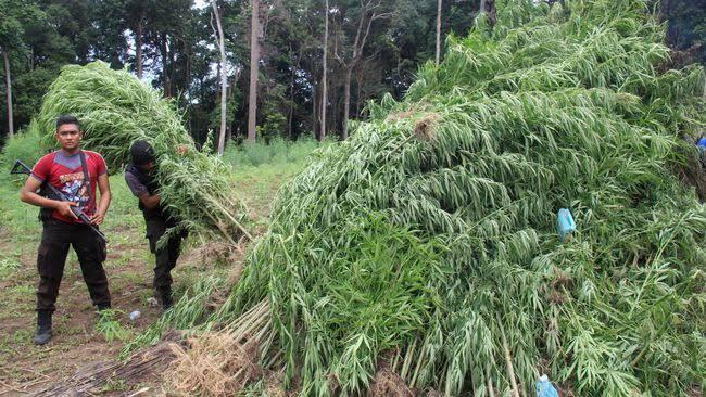 Dari Bumbu Masak Sampai Bahan Obat, Ini Sejarah dan Tradisi Penggunaan Ganja di Aceh