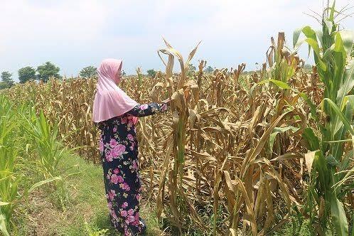 Petani asal Jember Membiarkan Lahan Jagung 30 Hektar Gagal Dipanen, Ini Alasanya !!!