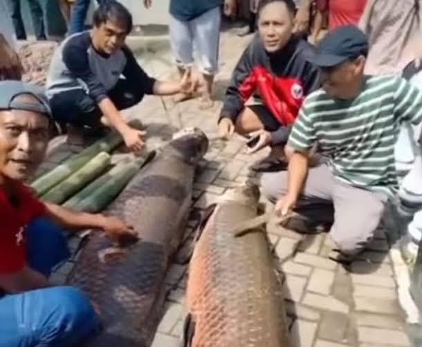 Geger ! Penemuan 2 Ikan Raksasa Di Garut Setelah Bencana Banjir Bandang