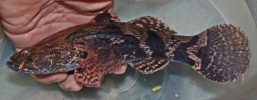 Ikan Gabus Malas. Apakah Benar Dia Pemalas? Ini Faktanya Gan!